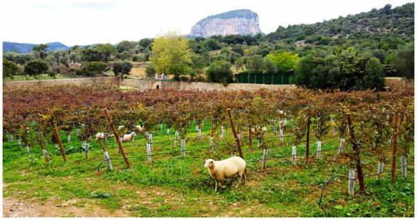 Vinos ecológicos