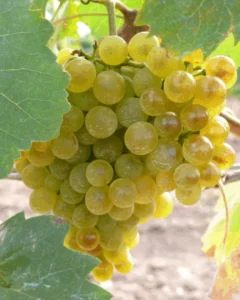 Albarín Blanco