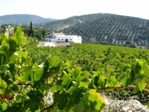 Lagar Blanco