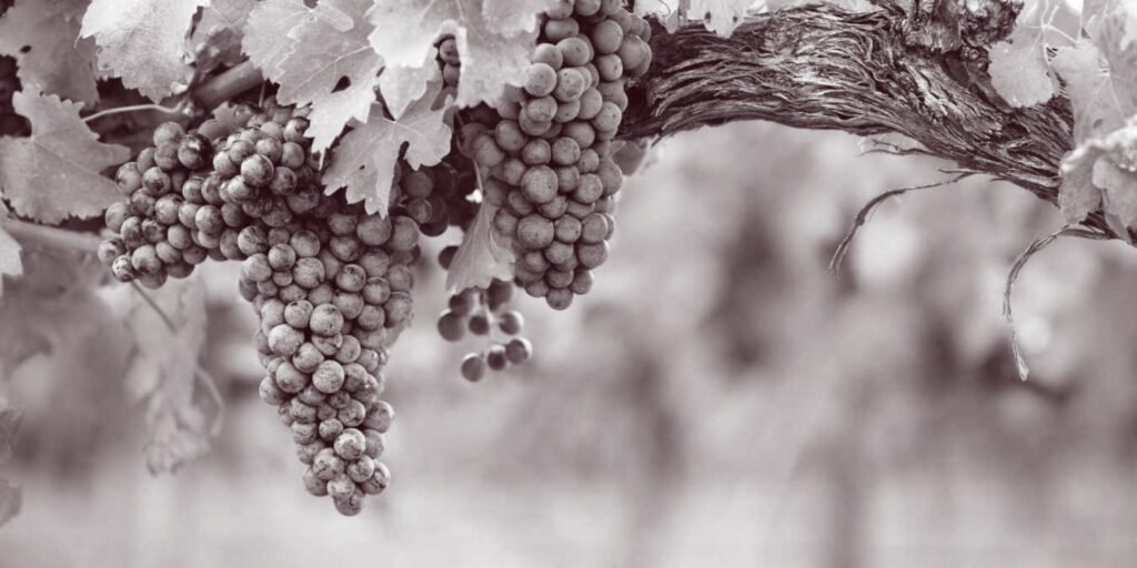 Uvas de España