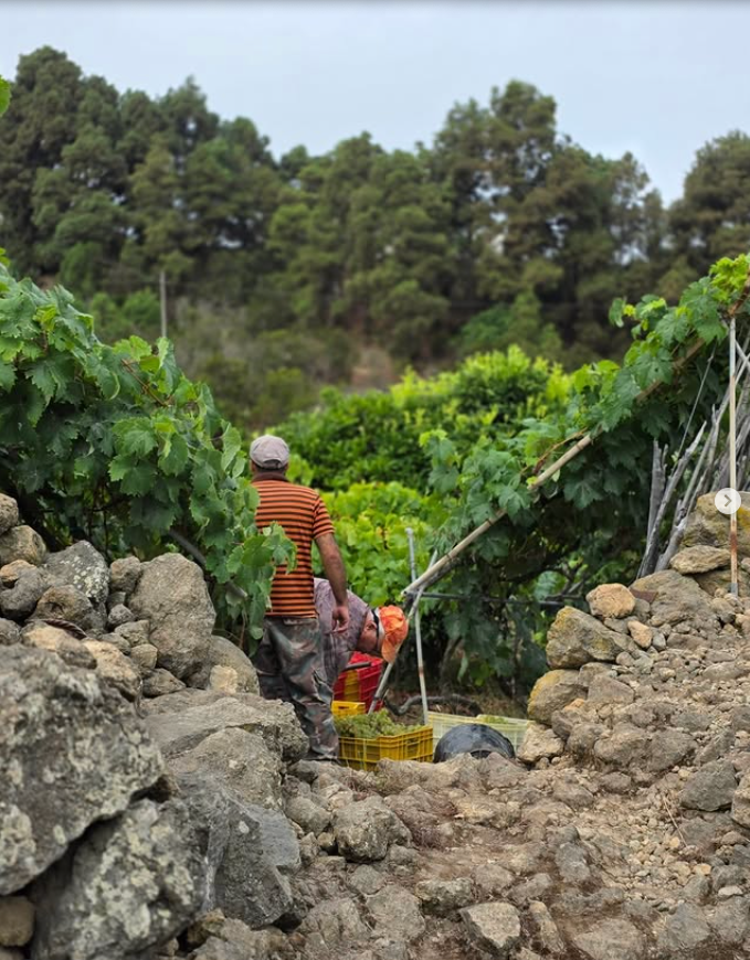 Bodega Viñatigo